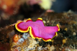 Fuchsia Flat worm, one of the most colorful creatures on ... by Stuart Ganz 